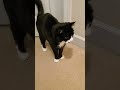 A Short With Silly Leon The Tuxedo Cat Cat Versus Closed Door
