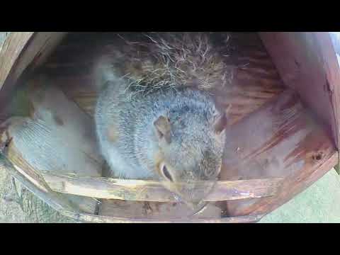 Dry nest on a rainy day = happy squirrels