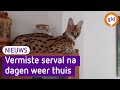 Vermiste 'tijgerkat' na dagen weer thuis