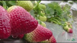 How To Grow Strawberries - TvAgro By Juan Gonzalo Angel
