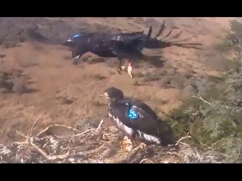 SC - Wow! What a Hover!