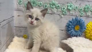 ラグドールの動画01