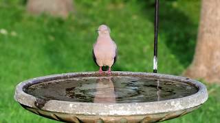 The Mourning Doves In My Backyard