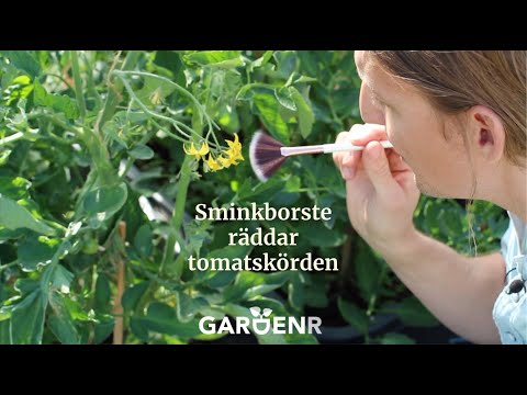 , title : 'Sminkborste räddar tomatskörden - Trädgårdshacks med GardenR'