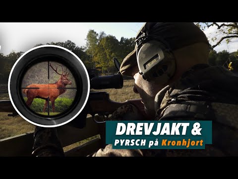 Drevjakt & Kronpyrsch - 2 kron och 1 dov på en dag!