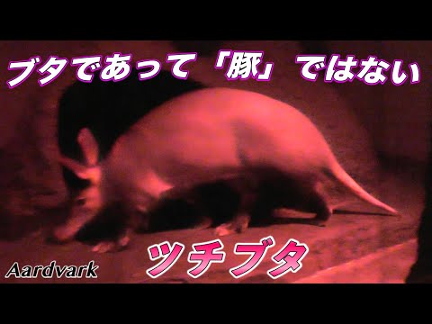 IUCN分類における絶滅の危険性を示す図。