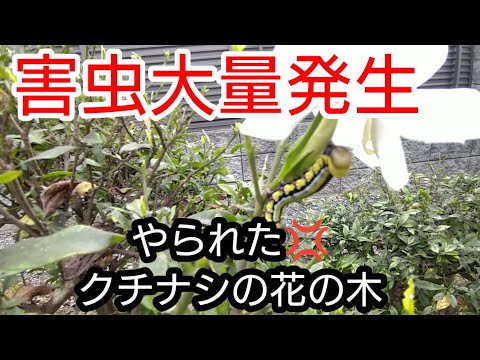 クチナシの剪定時期と方法は？プロセス全体は 4 つのステップで完了  庭園