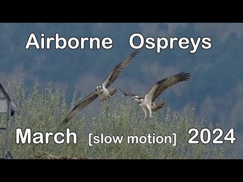 Airborne Ospreys @ Rutland - [slow motion] - March 2024