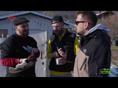 Hithrat (Sezoni 4) - Pllaumaxhit (Vlladika II)