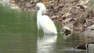 The Green Heron and the Snowy Egret