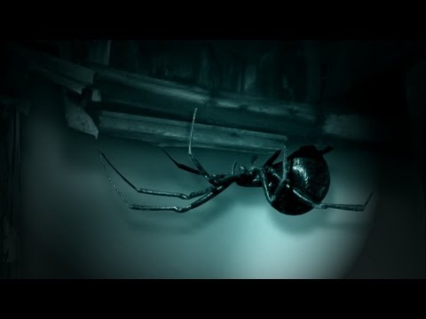 BEIGE FISH - Midnightmare (2011) HD