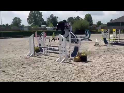 Lovely Pony Club/Riding Club allrounder - Image 2