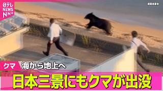 Download lagu 【クマ出没】日本三景「天橋立」にクマ出没　麻酔銃使い捕獲も…警戒続く――社会ニュースライブ（日テレNEWS LIVE） mp3