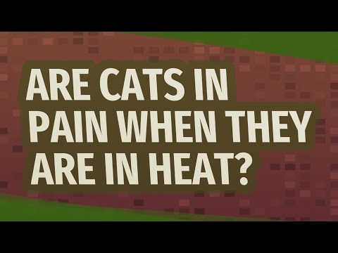 Are cats in pain when they are in heat?