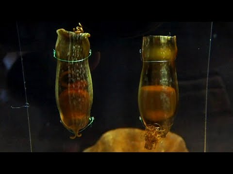 しながわ水族館：卵の中で動いているトラザメの幼体