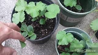 End of  June garden update