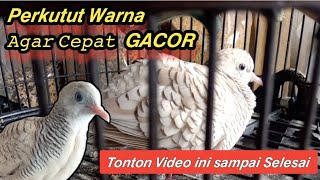 Download lagu Cara Menggacorkan Burung Perkutut Warna Silver || Perkutut Warna Cepat Gacor dan Manggung mp3