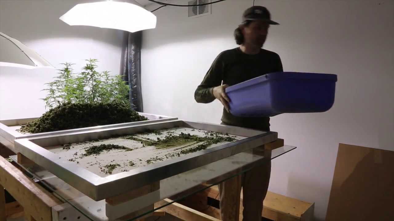 First time using a dry sift screen - GrowRoom420 Cannabis Growing Forum