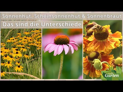 Sonnenhut, Scheinsonnenhut oder Sonnenbraut: Wie Sie die Stauden unterscheiden | MDR