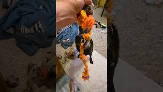 Video preview image #1 Shepradors Puppy For Sale in Princeton, MN, USA