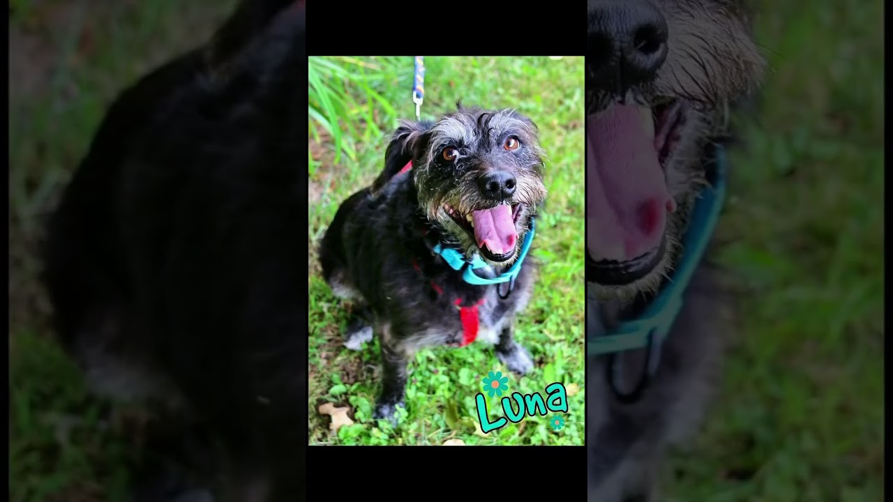 Enlarge Luna, a Adopted Wirehaired Terrier in Shippenville, PA video 6/6