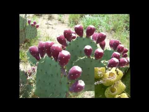 EL TUNERO RAFAEL BUEN DIA