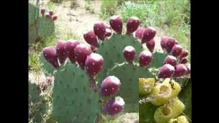 EL TUNERO RAFAEL BUEN DIA