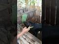CARA PENYUNTIKAN YANG BAIK CEPAT DAN AMAN Peternakan Kesehatanhewan