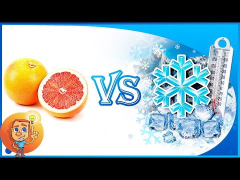 Freeze Grapefruit - Can grapefruit be frozen and then use it? - Grapefruit Storage