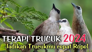 Download lagu Terapi TRUCUKAN BIAR CEPAT GACOR dengan SUARA AIR MENGALIR mp3