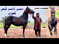 Most Beautiful Pregnant Mare Mushki Gahbhan Ghodi Rare Pakistani Local Horse Breed
