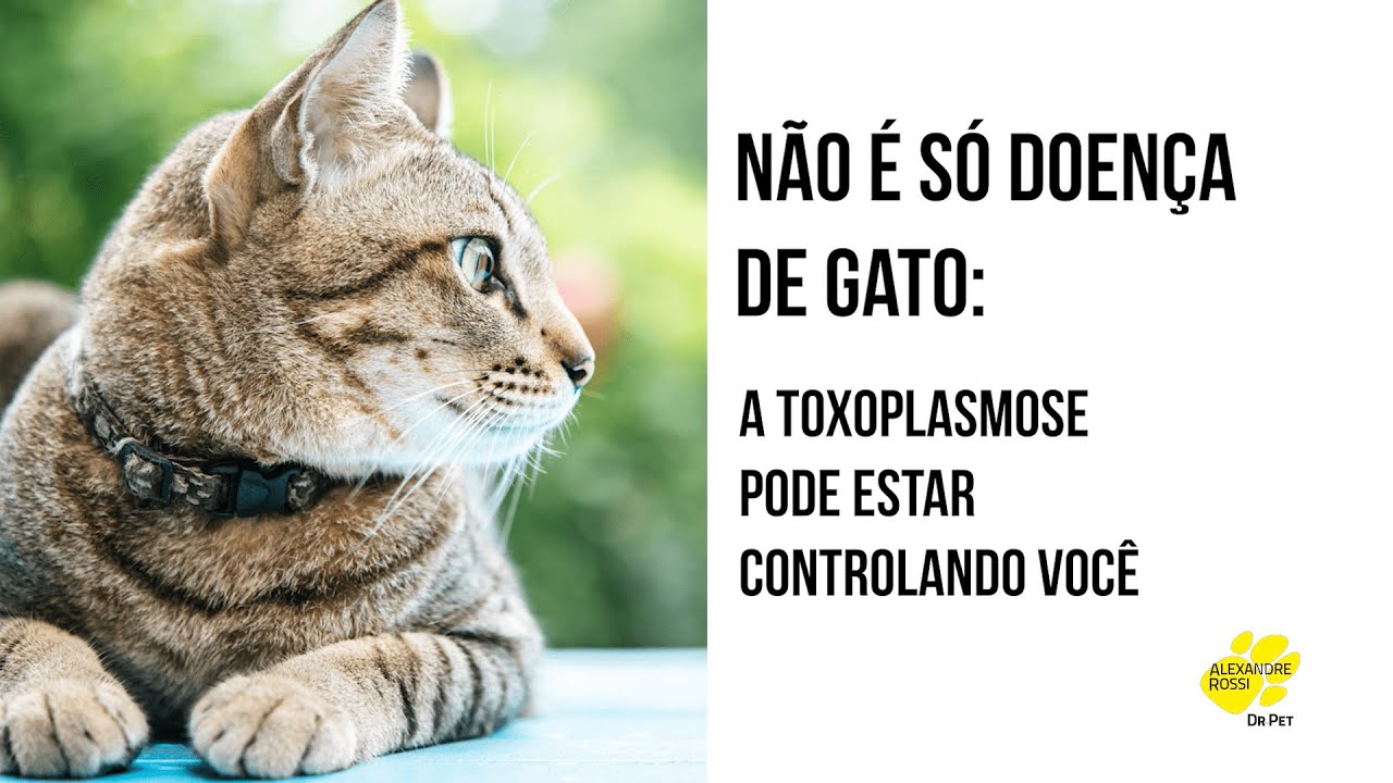 Não é só doença de gato: a toxoplasmose pode estar controlando você