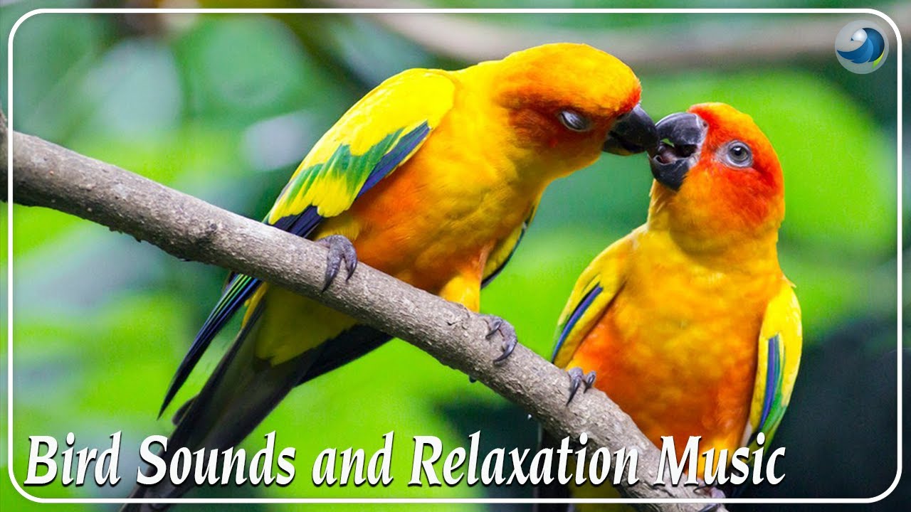 3 HOURS Bird Sounds and Relaxation Music for Inner Peace, Meditation and Yoga