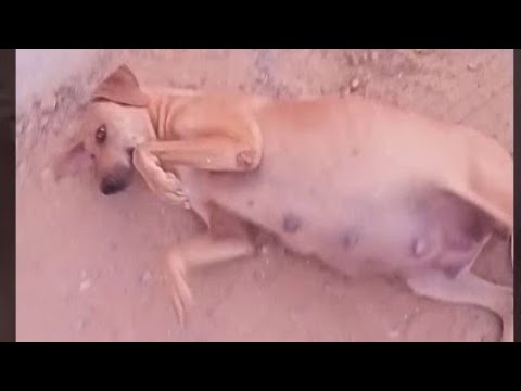 A very happy pregnant street dog🥰
