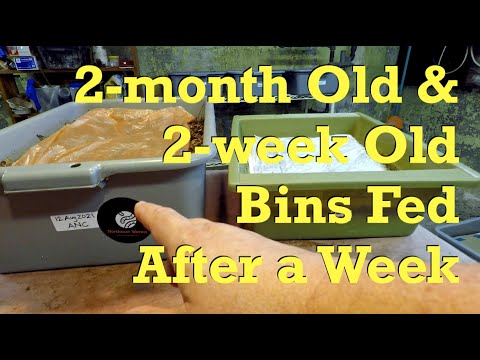 A 2-month old & a 2-week old ANC worm bin get fed - vermicompost