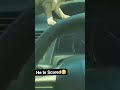 Crez Of Pitbull Shorts Viralvideo