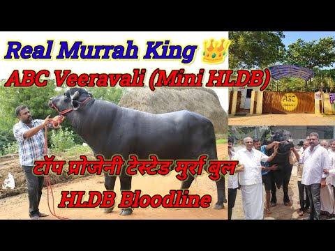 HLDB bloodline top progeny tested bull. ABC semen bank वीरावली top breeding milk Beauty bull !