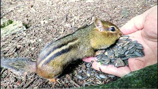 Teaching Chipmunks to Feed From Your Hand