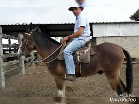 Levando a tropa para o curral 2019