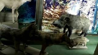 Blagoevgrad History Museum