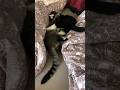 Tabby Tuxedo Cats Play Fighting Funny Kitten Viral Shorts