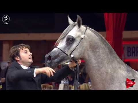 N.75 CL SHAADI - Lier 2018 - 2 Years Old Colts (Class 4)