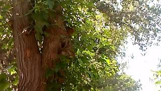 Download lagu Sarang Burung Magpie Robin #keanekaragamanburung #burung #burungberwarnacerah #satwa liar #alam #nyanyianburung #keanekaragamanburung #kebunbinatang mp3 Download lagu Sarang Burung Magpie Robin #keanekaragamanburung #burung #burungberwarnacerah #satwa liar #alam #nyanyianburung #keanekaragamanburung #kebunbinatang mp3