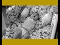 HealthPhone Gujarati ગુજરાતી Exclusive Breastfeeding Society Aunty Nutrition Poshan