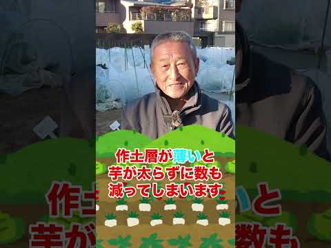 Colocasia esculentaについて詳しく解説