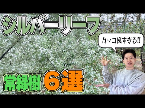 【目指せスタイリッシュな庭】おすすめのシルバーリーフの木をご紹介します。