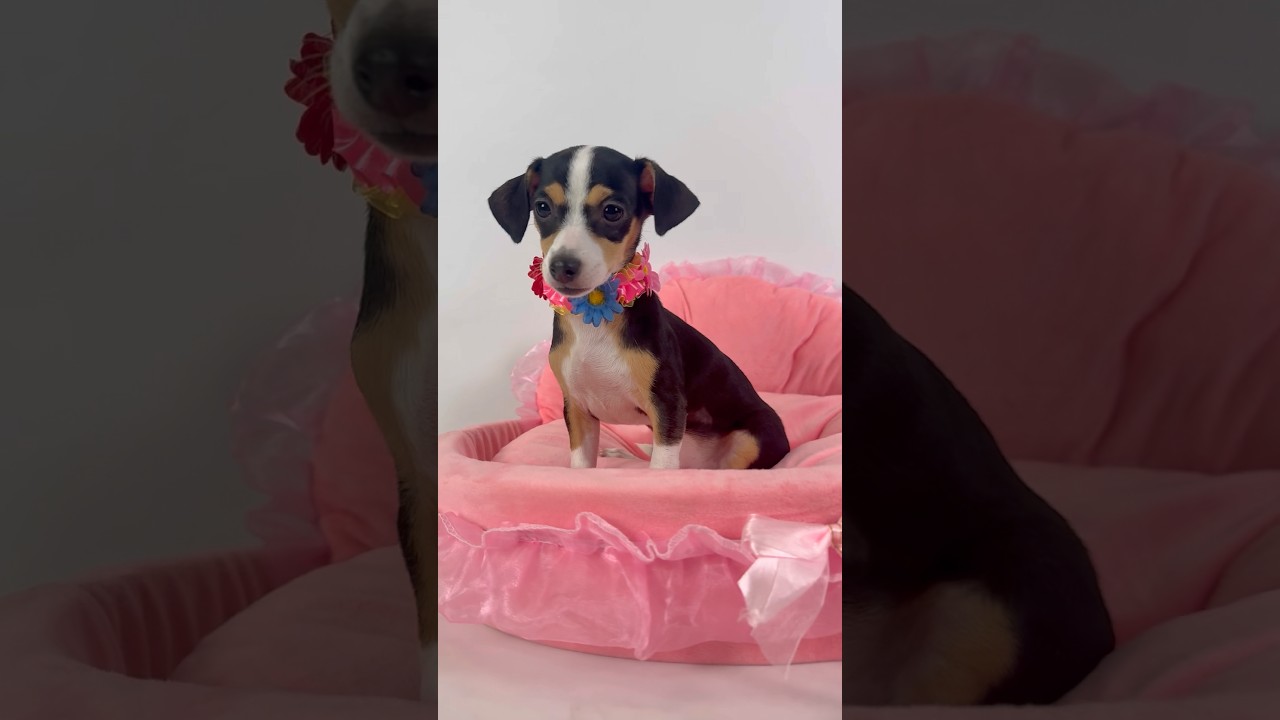 Miso, an adopted mixed breed in PHOENIX, AZ video 2/6