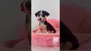Video preview image #1 Chihuahua-Unknown Mix Puppy For Sale in Phoenix, AZ, USA