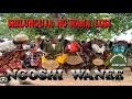 SHILUNGUJA NG WANA LUSI SONG NGOSHI WANE 2023 OFFICIAL MUSIC VIDEO Online Video