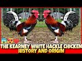 THE HISTORY AND ORIGIN OF KEARNEY WHITE HACKLE CHICKEN.